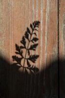 samambaia abstrata folheia sombra na parede de madeira foto