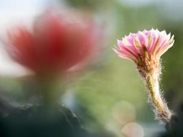 selecione o foco da flor de cacto rosa no jardim de cactos foto