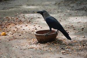 corvo sedento imagem de água potável ao ar livre foto