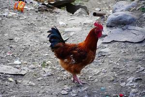 imagem de uma galinha indiana - imagens de bancos de imagens foto
