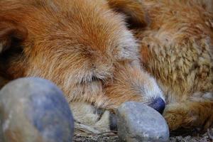 fechar a imagem de um cachorro dormindo foto