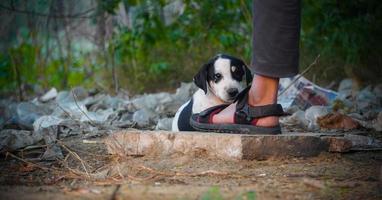 imagens de cães assustados de pessoas desconhecidas imagens de cães de rua indianos foto