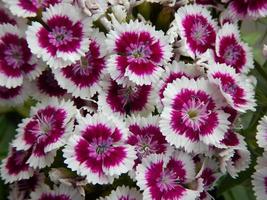 pequenas flores roxas com folhas verdes foto