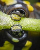 um par de pés proleg de lagarta de borboleta monarca em macro foto