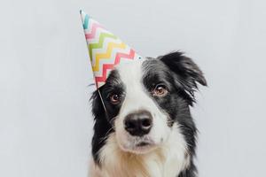 conceito de festa de aniversário feliz. engraçado cachorrinho bonitinho border collie usando chapéu bobo de aniversário isolado no fundo branco. cão de estimação no dia do aniversário. foto