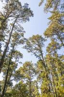 copas das árvores, troncos de árvores vistos de baixo. parques nacionais da montanha da mesa. foto