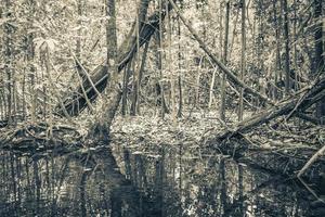 floresta tropical vida marinha na lagoa sump água natureza méxico. foto