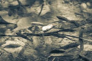 peixes e vida marinha na água do reservatório da lagoa natureza méxico. foto