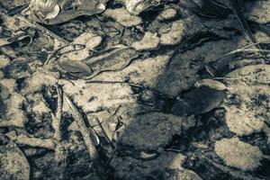 textura folhagem muco lodo em lagoa cárter água natureza mexico. foto