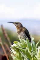 cape sugarbird sentado nas flores das plantas, jardim botânico nacional de kirstenbosch. foto