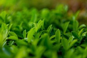principais folhas de chá verde de folhas de chá suaves ideias de viagens para a natureza com espaço de cópia foto