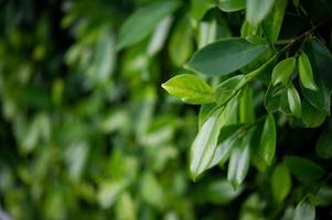 os topos das folhas de chá verde são ricos e atraentes. foto