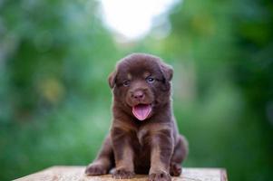 lindos cachorrinhos marrons sentados em cima da mesa foto