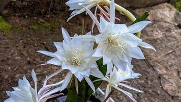 as flores são brancas para servir como um belo fundo natural. foto