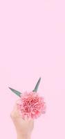 mulher dando uma única elegância florescendo cravo tenro cor rosa bebê isolado em fundo rosa brilhante, conceito de design de saudação e decoração, vista superior, close-up, copie o espaço foto