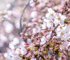 lindas flores de cerejeira yoshino sakura prunus yedoensis árvore florescer na primavera no parque do castelo, espaço de cópia, close-up, macro. foto