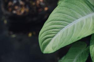 folhas verdes da área verde da natureza e deixa o conceito natural foto