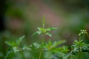 folhas verdes, fotos de folhas verdes que são ricas em áreas naturais conceito de amor à natureza