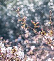 lindas flores de cerejeira yoshino sakura prunus yedoensis árvore florescer na primavera no parque do castelo, espaço de cópia, close-up, macro. foto