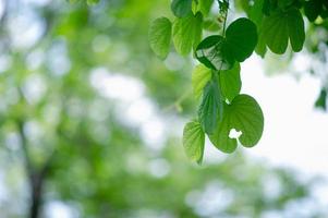 folhas verdes estão na área verde na estação chuvosa. conceitos naturais abundantes foto