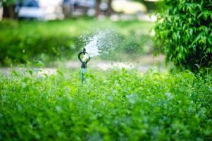 folhas de chá verde que são bonitas e verdes, naturalmente bonitas, folhas de chá verde foto