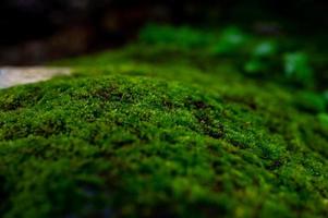 a água krai krai nasce na rocha na floresta tropical e tem uma serraria verde. foto