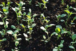 cultivo de couve, brotos para agricultura, conceitos de horticultura foto