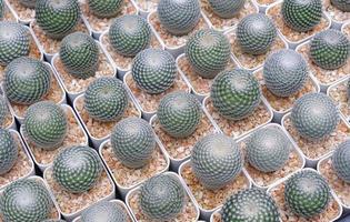 vista superior de muitos pequenos mammillaria microthele com cacto perbella estão crescendo em vasos de flores brancas para venda no mercado de plantas ao ar livre foto