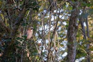 eurasian jay empoleirado em uma árvore foto