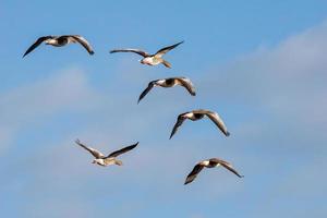 gansos greylag voando sobre pântanos em essex foto