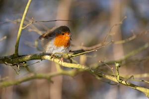 Robin olhando alerta em uma árvore em um dia frio de inverno foto