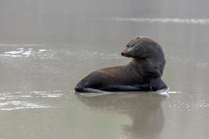 nova zelândia peles de foca foto