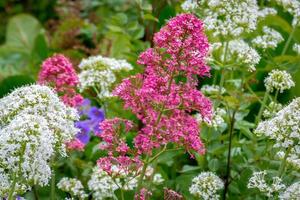 valeriana vermelha e branca foto