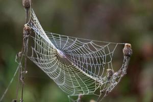 teia de aranha brilhando com gotas de água do orvalho do outono foto