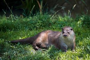 lontra euro-asiática descansando na grama foto