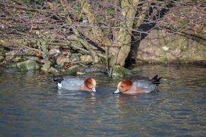 um par de wigeon euro-asiático em um lago no inverno foto