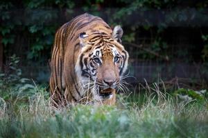 tigre siberiano andando pela vegetação rasteira foto