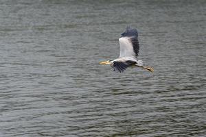 Garça-cinzenta voando sobre águas rasas no riacho restronguet na Cornualha foto