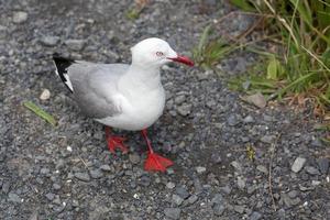 uma gaivota de bico vermelho andando em algum cascalho foto