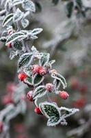 bagas de cotoneaster vermelhas cobertas de geada em um dia frio de inverno foto