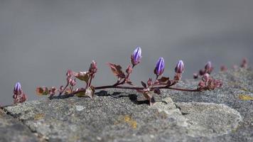 videira crescendo em uma parede em bristol produzindo pequenas flores azuis foto
