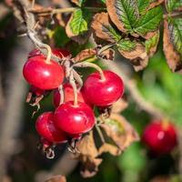 roseira brava cultivada crescendo em amplo refúgio pembrokeshire foto