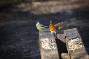 Robin decolando de um banco de madeira polvilhado com sementes de pássaros foto