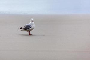 gaivota de bico vermelho na praia foto