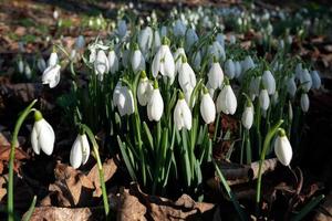 gotas de neve florescendo em janeiro em folkington east sussex foto