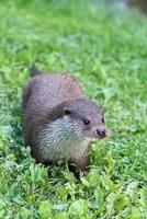 lontra euro-asiática na grama foto