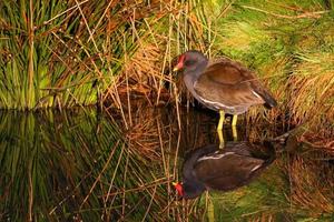 galinha-d'água banhada em luz dourada no barnes wetland trust foto