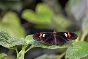 borboleta carteiro descansando em uma folha foto