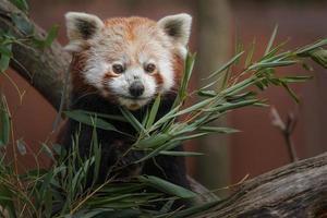 panda vermelho comendo foto