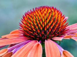 tiro macro de uma cabeça de flor de echinacea rosa e laranja foto